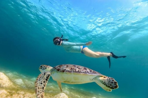 Marsa Mubarak Swimming with turtles & the sea cow  (Turtles Bay )